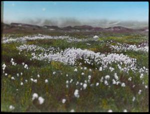 Image of Cottongrass